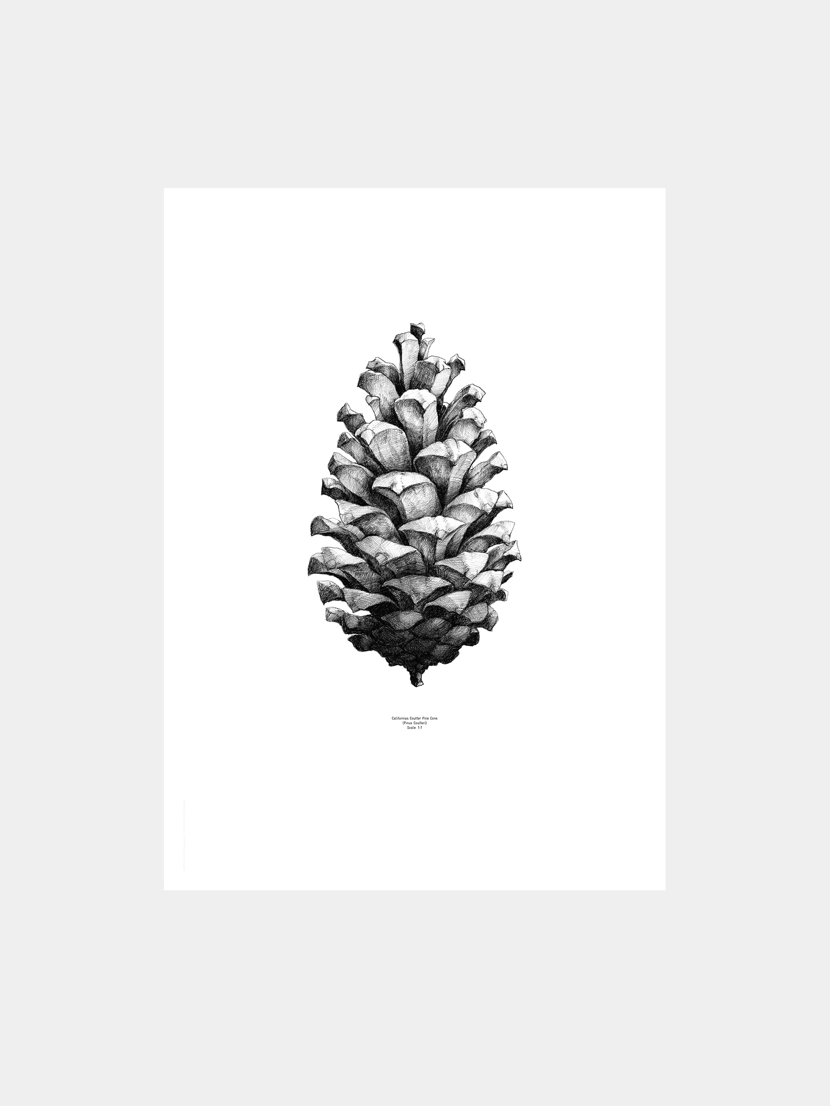 1:1 Pine Cone - White By Form Us With Love